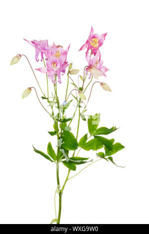 Aquilegia vulgaris (Ancolie fleurs européen) Banque D'Images