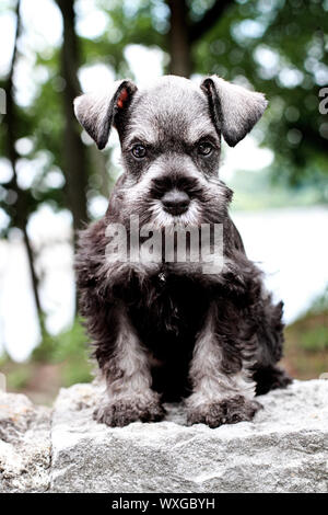 Six semaines vieux sel et poivre Mini Schnauzer assis à l'extérieur. L'extrême profondeur de champ avec l'accent sur les chiots sont confrontés. Banque D'Images