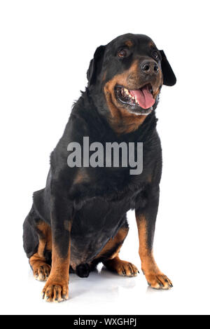 Portrait of a senior race Rottweiler in front of white background Banque D'Images
