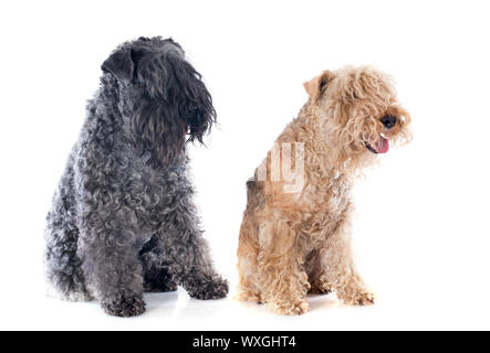 Et lakeland terrier kerry blue terrier in front of white background Banque D'Images