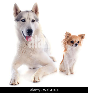 Portrait d'un husky sibérien pure race magnifique et Chihuahua Banque D'Images