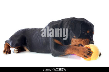 Chiot rottweiler pure race, jouant avec une balle in front of white background Banque D'Images