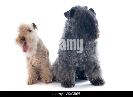 Et lakeland terrier kerry blue terrier in front of white background Banque D'Images