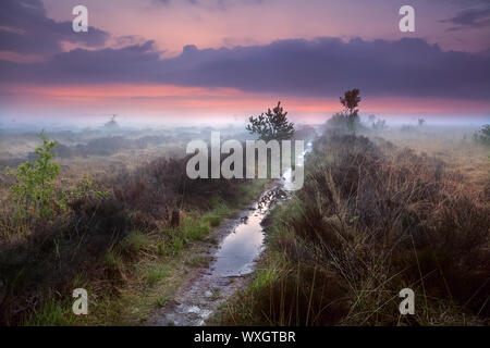 Chemin étroit dans le brouillard humide sur les marécages, Drenthe, Pays-Bas Banque D'Images