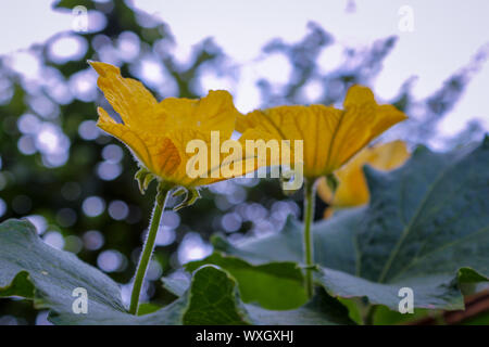 Une paire de Pumpkin Flower Close Shot Banque D'Images