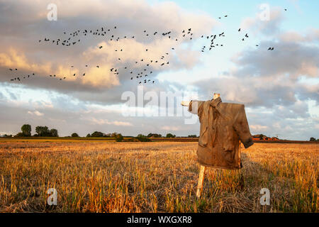 Vol à l'aube d'oies à pieds roses au-dessus de Burscough, Lancashire. Météo Royaume-Uni. 17 septembre 2019. Scarecrow dans un champ sur un début de journée ensoleillé sur les champs arables de West Lancashire. Alors que la récolte des céréales est en cours, d'énormes troupeaux d'oies des pieds roses migrantes arrivent des climats nordiques pour ramasser les restes de la récolte répartis sur les champs. Les oies à pieds roses se nourrissent également de prairies améliorées, idéalement près de leurs sites de roost nocturne. Environ 280,000 000, 80 % de la population mondiale hivernent au Royaume-Uni. Banque D'Images