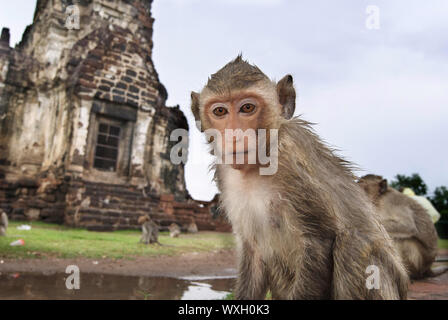 Closeup portrait d'un singe en face de temple à Lopburi Banque D'Images