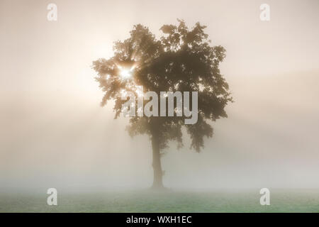 Chêne (Quercus sp.) dans la brume du matin. Berne, Suisse Banque D'Images