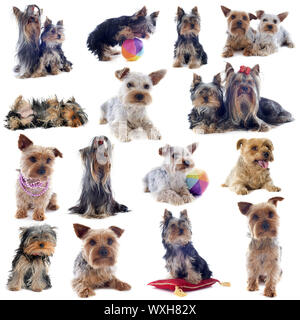 Image composite de yorkshire terrier pure race, in front of white background Banque D'Images