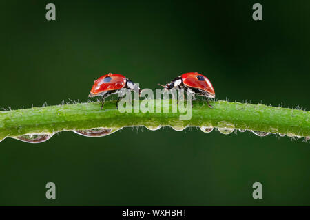 La Coccinelle à deux points, Coccinelle à deux points (Adalia bipunctata). Deux coléoptères sur une tige couverte de rosée. La Suisse Banque D'Images