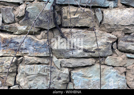 Vieux Mur de pierre avec des vignes séchées background Banque D'Images