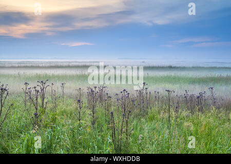 Fleurs sauvages sur meadow en matin brumeux, Drenthe Banque D'Images