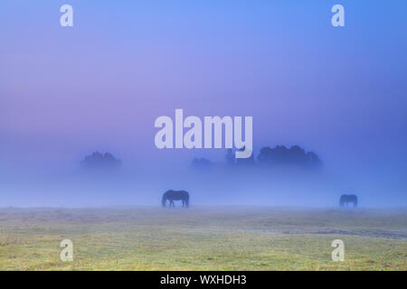 Silhouettes dans un épais brouillard les chevaux au pâturage pâturage Banque D'Images