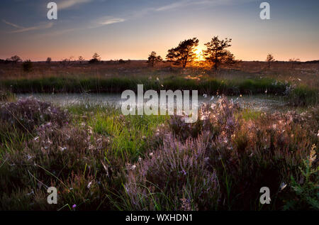 Coucher de soleil sur les marais et la floraison de la bruyère, Focheloerveen, Pays-Bas Banque D'Images