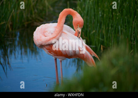 American flamingo (Phoenicopterus ruber). L'île Isabela, îles Galapagos, Equateur, Amérique du Sud Banque D'Images