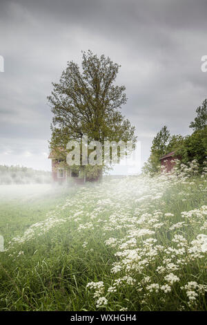 Morning Mist et une vieille maison abandonnée dans un paysage de campagne en milieu rural. Iles Aland, en Finlande. Banque D'Images