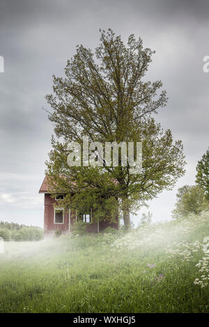 Morning Mist et une vieille maison abandonnée dans un paysage de campagne en milieu rural. Iles Aland, en Finlande. Banque D'Images