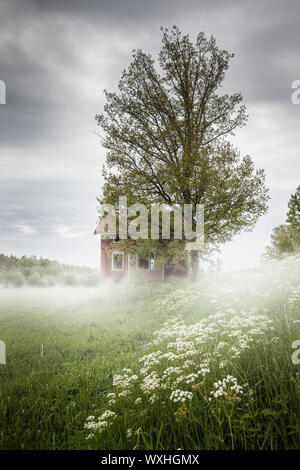 Morning Mist et une vieille maison abandonnée dans un paysage de campagne en milieu rural. Iles Aland, en Finlande. Banque D'Images