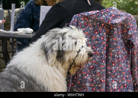 Vue de profil d'un vieux chien de berger anglais assis patiemment à l'extérieur par une table dans un café, Derbyshire, Royaume-Uni Banque D'Images