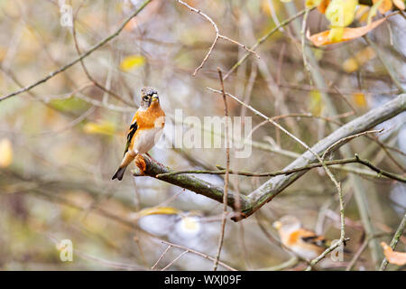 Couple d'oiseaux assis sur une branche dans le matin d'automne , automne et de la faune Banque D'Images