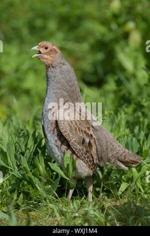 La perdrix grise (Perdix perdix). L'appel de sexe masculin, Allemagne Banque D'Images