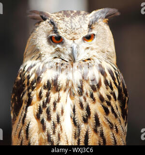 Hibou moyen-duc, close-up portrait Banque D'Images