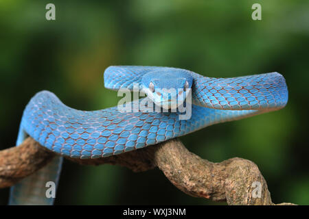 Close-up d'un serpent viper bleu (Trimeresurus Insularis) sur une branche, l'Indonésie Banque D'Images