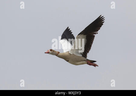Egyptian goose (Alopochen aegyptiacus). Des profils en vol . Allemagne Banque D'Images