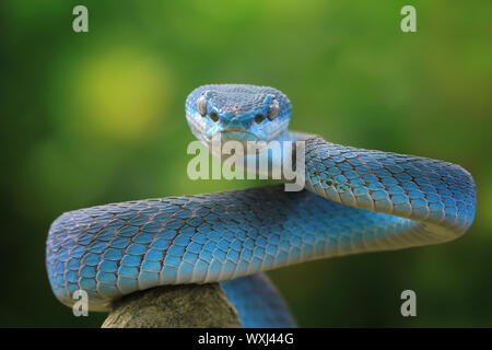 Close-up d'un serpent viper bleu (Trimeresurus Insularis) sur une branche, l'Indonésie Banque D'Images