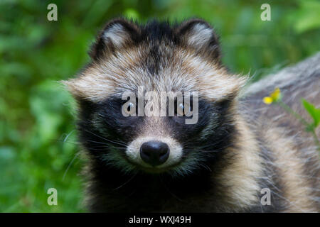 Le chien viverrin (Nyctereutes procyonoides). Portrait d'adulte. Allemagne Banque D'Images