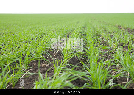 Rangées de blé d'automne Banque D'Images