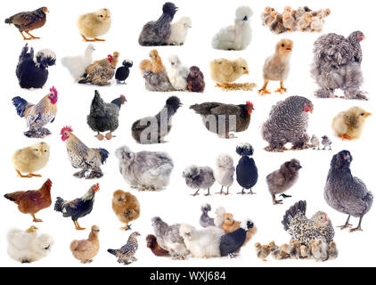 Groupe de poulet et le fichier sur un fond blanc Banque D'Images
