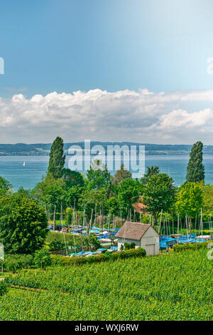 Paysage avec fruit Curtural plantation près de Hagnau au lac de Constance (Allemagne) Banque D'Images