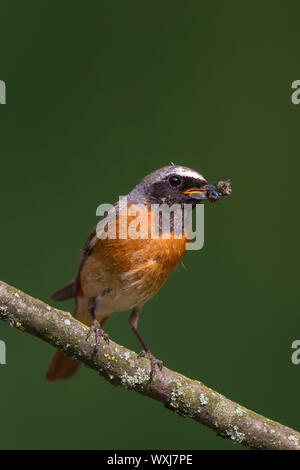 Phoenicurus phoenicurus (commune). Avec les insectes mâles dans ce projet de loi, perché sur une branche. Allemagne Banque D'Images