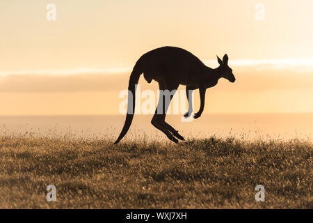 Silhouette d'un Kangourou sautant, Deep Creek Conservation Park, Australie du Sud, Australie Banque D'Images
