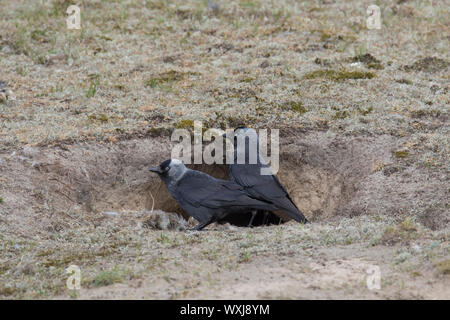 Choucas (Corvus monedula). Couple devant un terrier de lapin, leur lieu de nidification, Schleswig-Holstein, Allemagne Banque D'Images