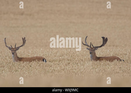 Fallow Deer (Cervus dama, Dama dama). D'argent dans un champ de maïs. Scania. La Suède Banque D'Images