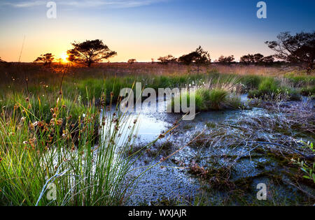 Coucher de soleil sur les marais en été, Focheloerveen, Drenthe, Pays-Bas Banque D'Images