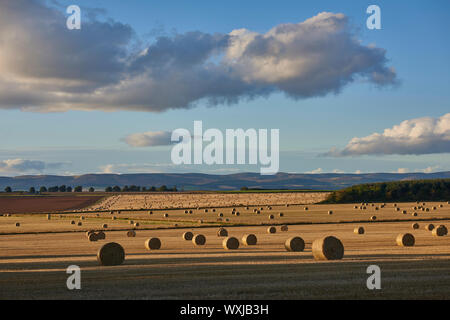 Les grosses balles de foin réparties dans le champs fraîchement coupées de terres agricoles dans la vallée de Stracathro avec le soleil couchant créer de longues ombres sur le fi Banque D'Images