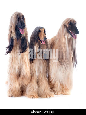 Chiens afghans in front of white background Banque D'Images