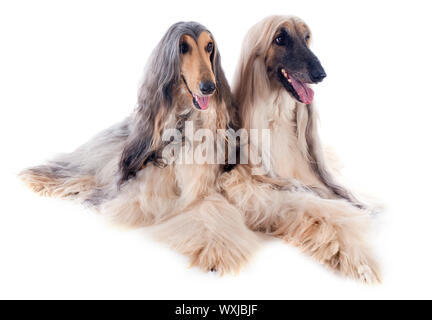 Chiens afghans in front of white background Banque D'Images