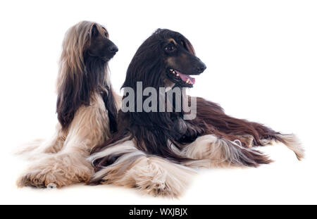 Chiens afghans in front of white background Banque D'Images