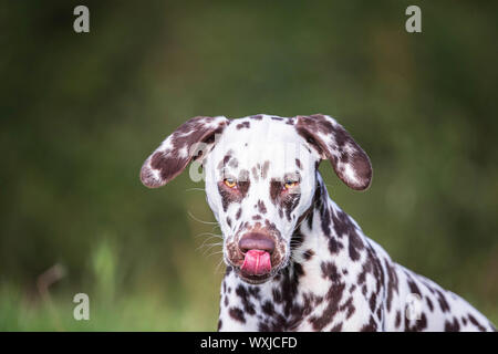 Dalmatien. Portrait d'adulte, léchant son nez. Allemagne Banque D'Images