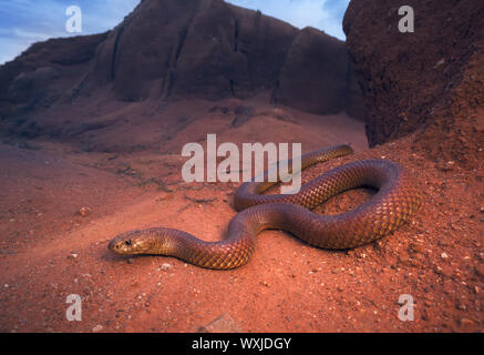 Le roi serpent brun (Pseudechis australis), de l'Australie Banque D'Images