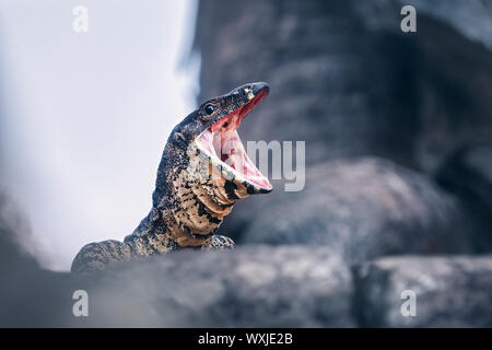 Dentelle sauvage moniteur (Varanus varius) avec une bouche ouverte, l'Australie Banque D'Images