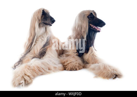 Chiens afghans in front of white background Banque D'Images