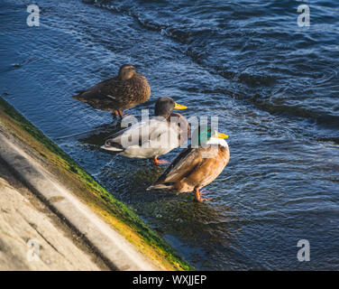 Canards sur Seine à Paris. Banque D'Images