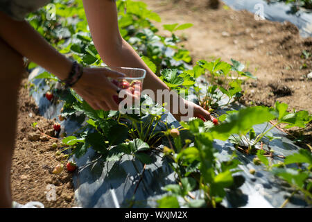 Cueillir des fraises dans la région de Cornwall, UK. Banque D'Images