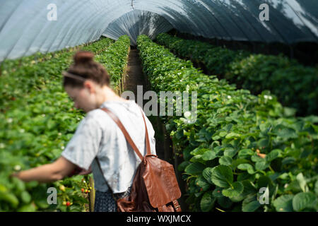 Cueillir des fraises dans la région de Cornwall, UK. Banque D'Images