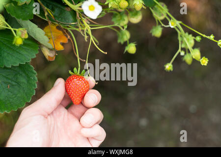 Cueillir des fraises dans la région de Cornwall, UK. Banque D'Images